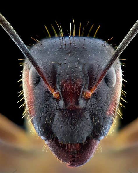 ant close up face.